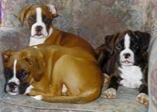 3 Pups on chair