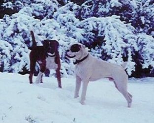 HERCULES and SAM in the snow