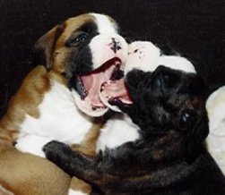 Boxer Pups playing